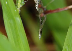 Hemigomphus theischingeri