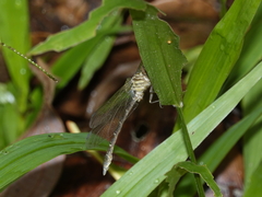 Hemigomphus theischingeri