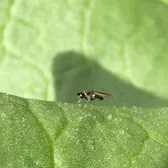 Diptera
