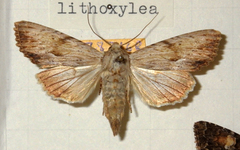 Apamea lithoxylaea