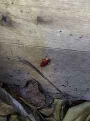 Blattodea