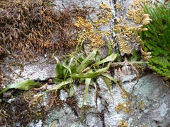 Asplenium ruprechtii
