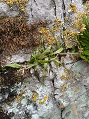 Asplenium ruprechtii