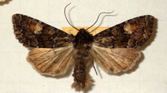 Apamea rubrirena