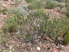 Lobostemon marlothii