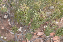 Lobostemon marlothii