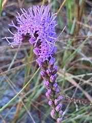 Liatris tenuifolia