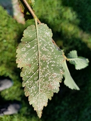 Phloeospora ulmi