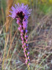 Liatris tenuifolia