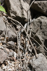 Vipera ammodytes