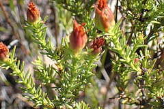 Oedera speciosa