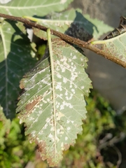 Phloeospora ulmi