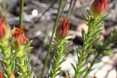 Oedera speciosa