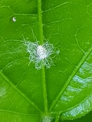 Scolypopa australis