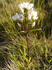 Gentianella corymbifera