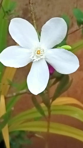 Image of Wrightia antidysenterica by no rights reserved