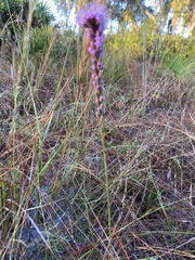 Liatris tenuifolia