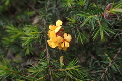 Pultenaea juniperina