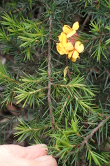Pultenaea juniperina