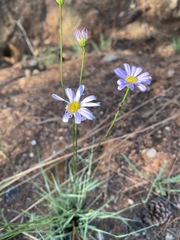 Afroaster serrulatus