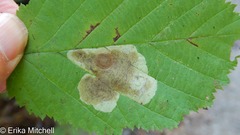 Cameraria betulivora