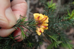 Pultenaea juniperina