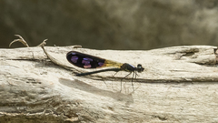 Aristocypha quadrimaculata