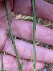 Afroaster serrulatus