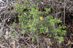 Pultenaea juniperina