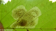 Cameraria betulivora