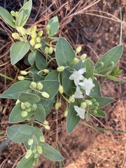 Basananthe sandersonii