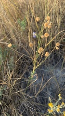 Linum perenne