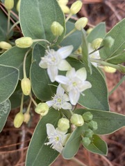 Basananthe sandersonii