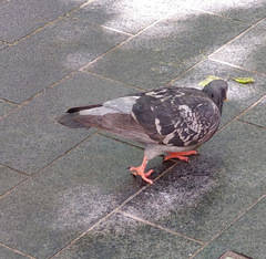 Columba livia domestica