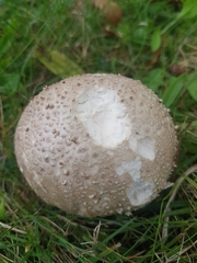 Lycoperdon lividum