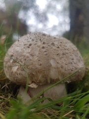 Lycoperdon lividum