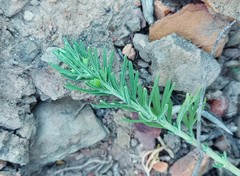 Teucrium africanum