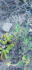 Teucrium africanum