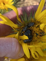 Berkheya insignis