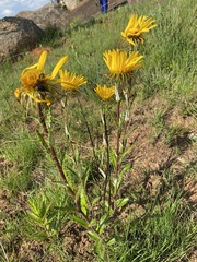 Berkheya insignis