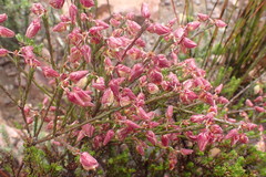 Polygala microlopha