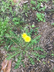 Taraxacum officinale