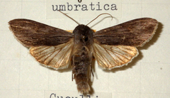 Cucullia umbratica