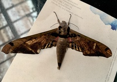Adhemarius sexoculata