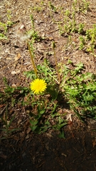 Taraxacum officinale