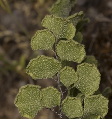 Adiantum chilense scabrum