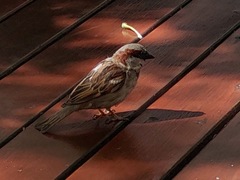 Passer domesticus