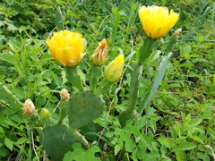 Opuntia anahuacensis
