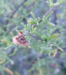 Eriocephalus brevifolius