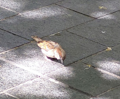 Passer domesticus